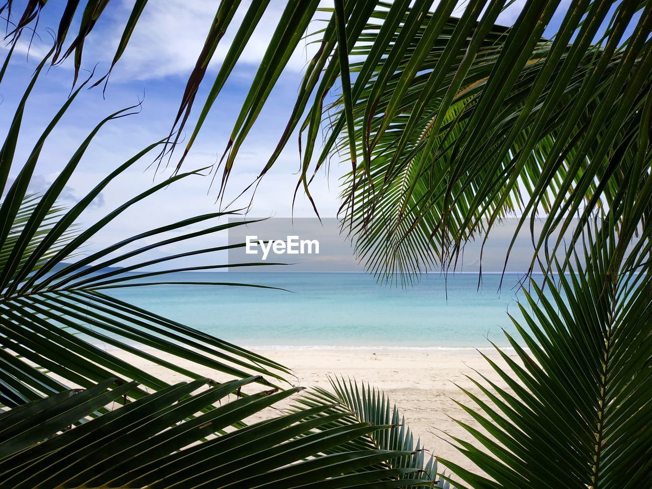 PALM TREES AGAINST SKY AT BEACH