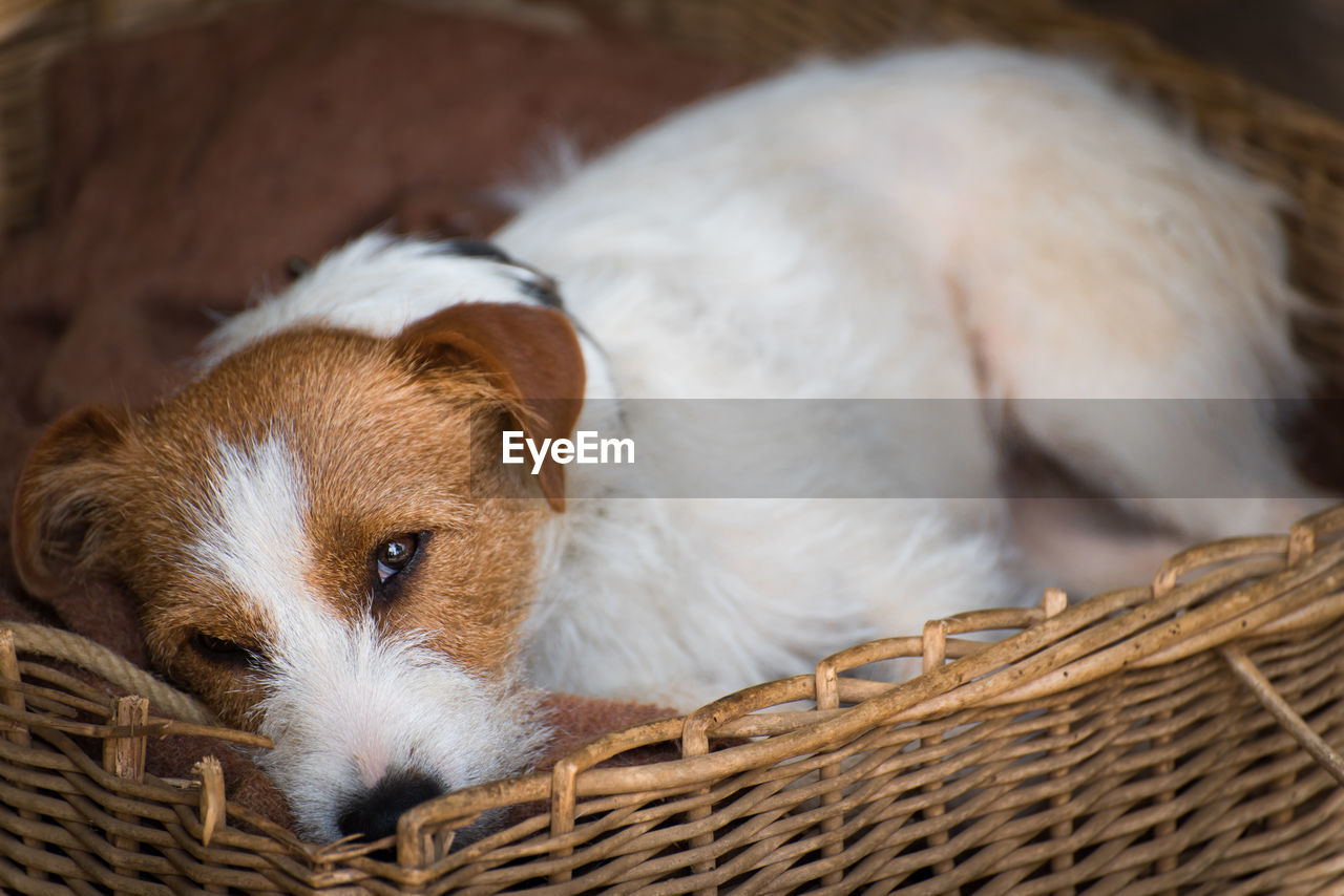 Close-up of a dog. dog sleeping in a basket. 