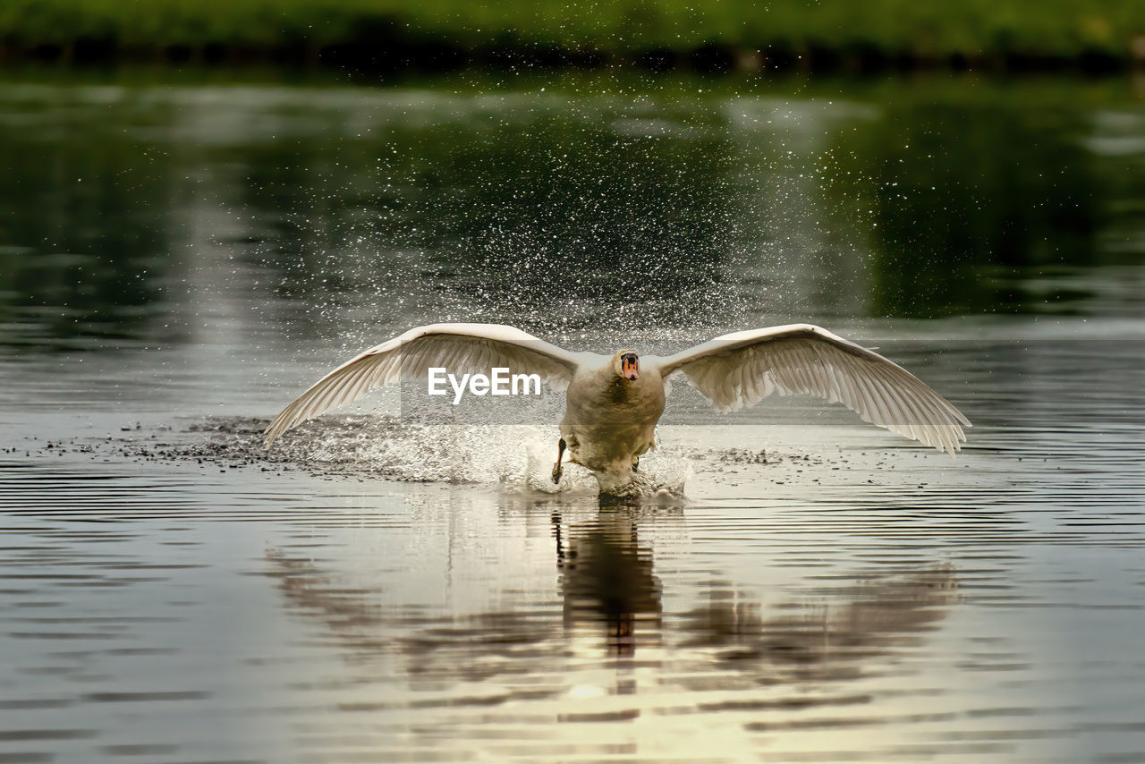 DUCK SWIMMING ON LAKE