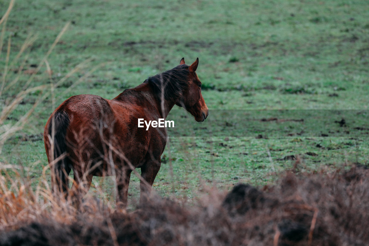 BROWN HORSE STANDING IN FIELD