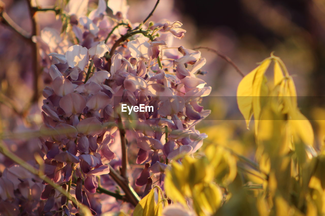 CLOSE-UP OF YELLOW FLOWERS ON TREE