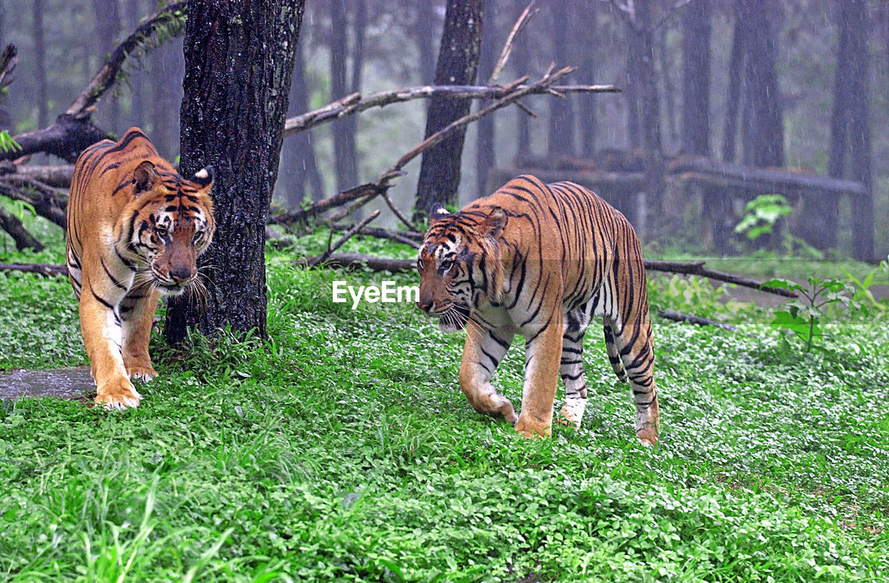 VIEW OF TIGER