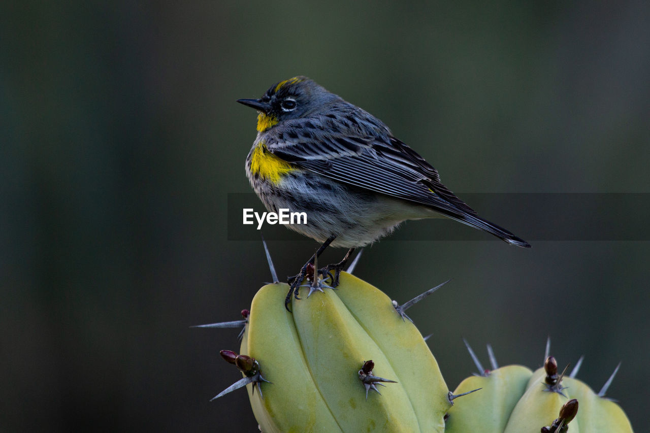 Bird on cactus