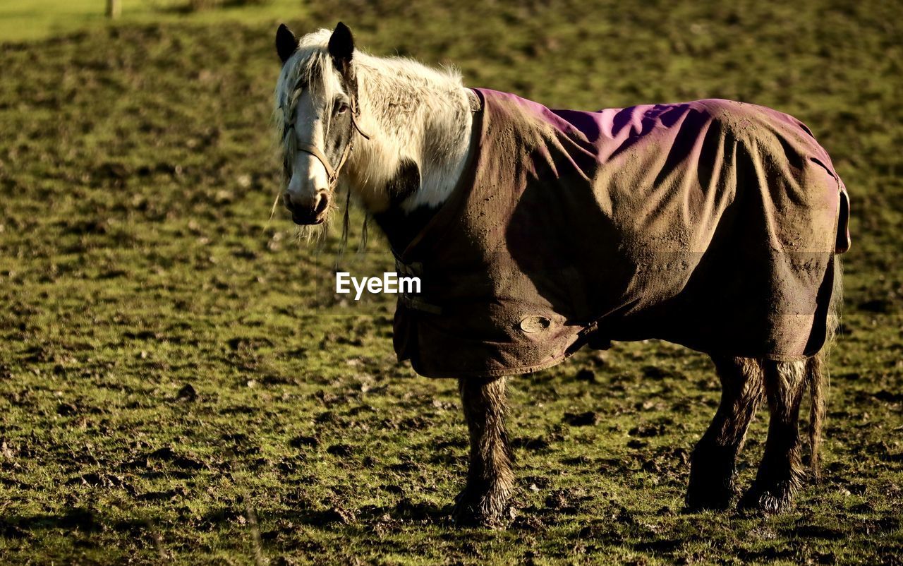 View of a horse on field