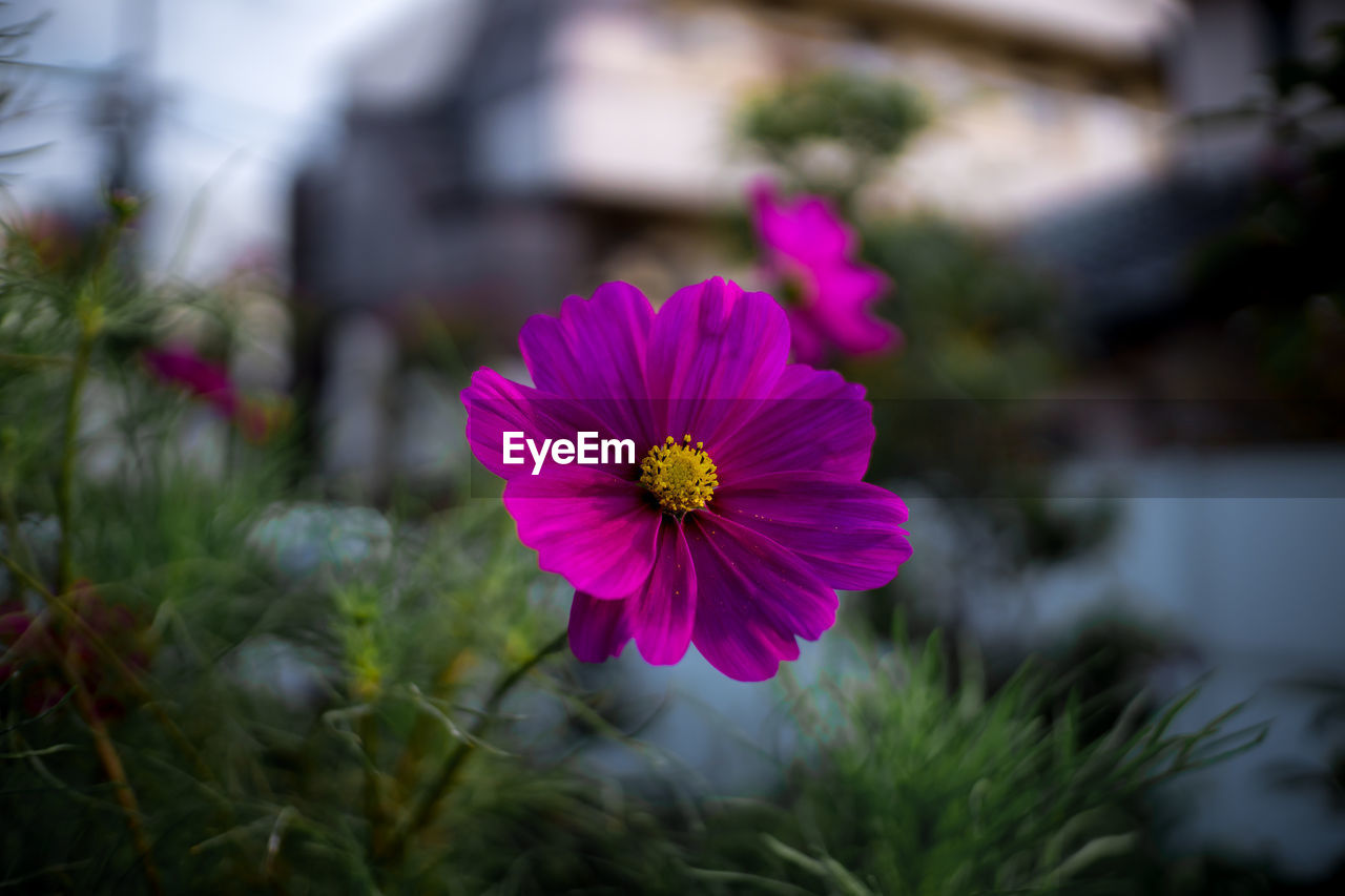 Close-up of pink cosmos flower