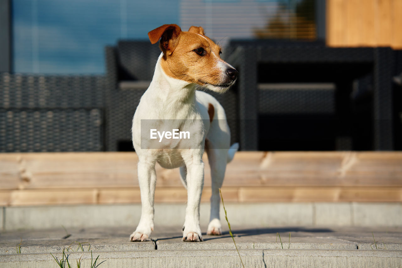 Cute small dog on front yard near suburban house at summer day