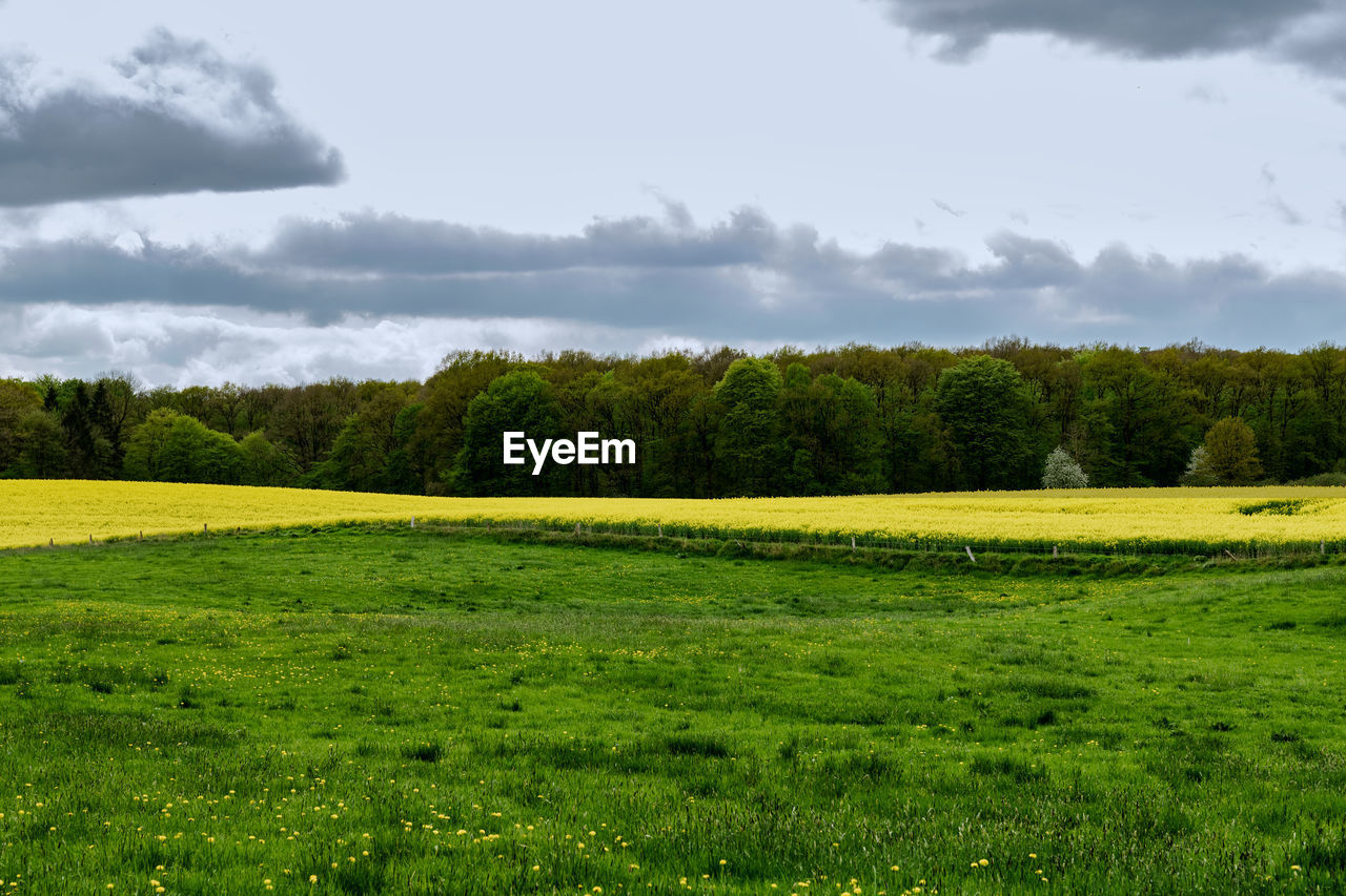 TREES ON FIELD AGAINST SKY