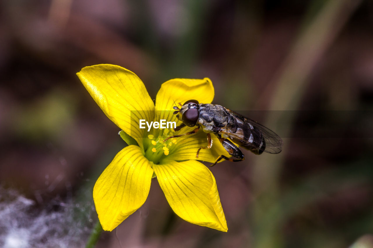 BEE POLLINATING ON YELLOW FLOWER