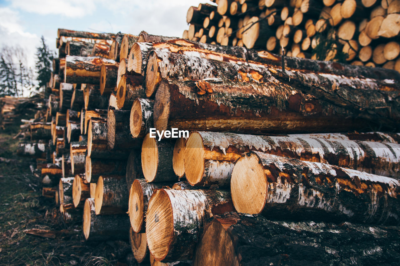 Stack of logs in forest