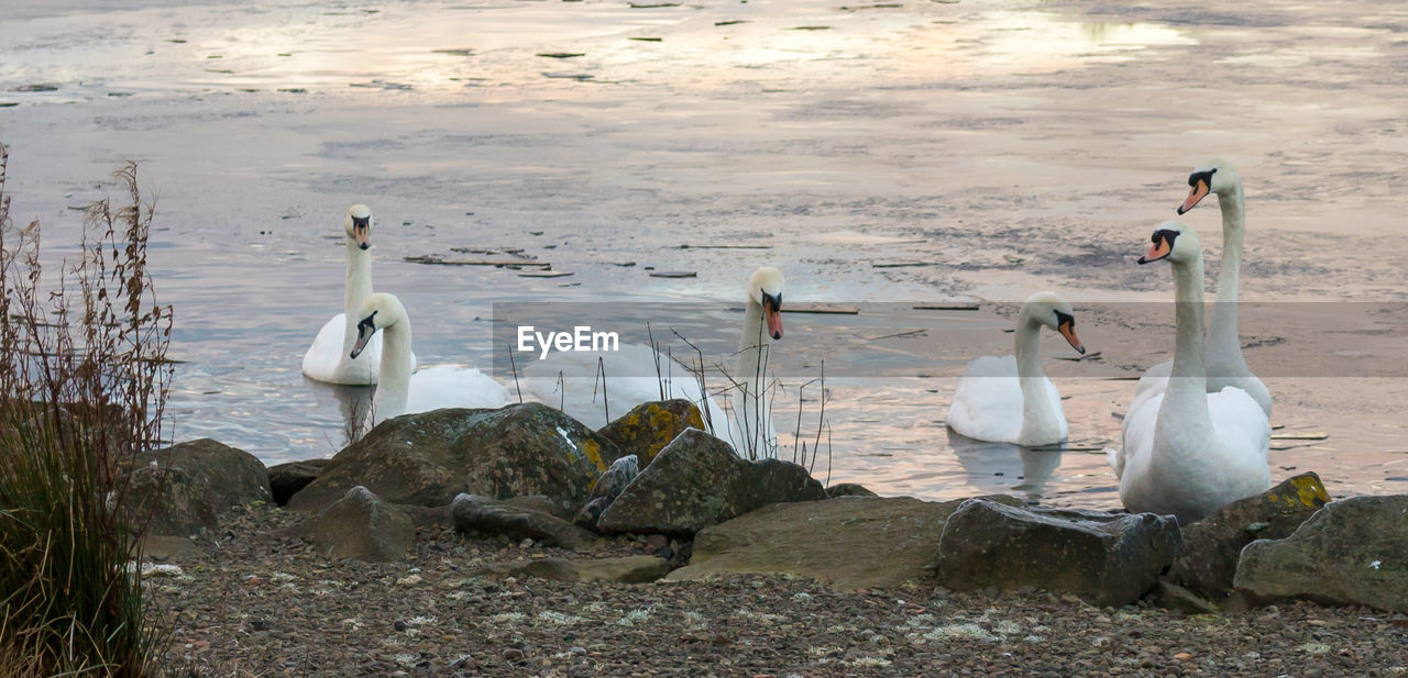 White swans on lake