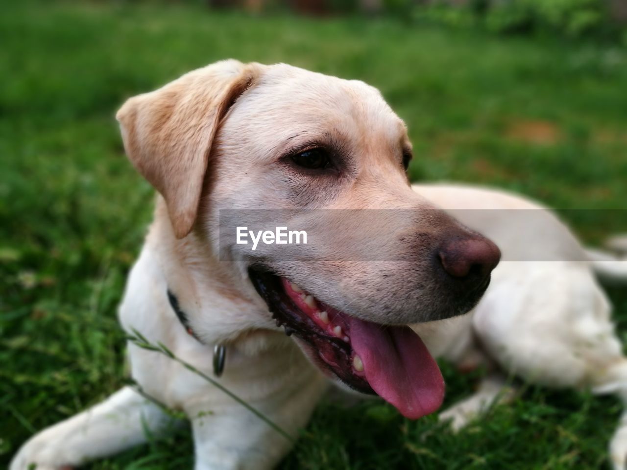 Close-up of yellow labrador sticking out tongue while relaxing on grassy field