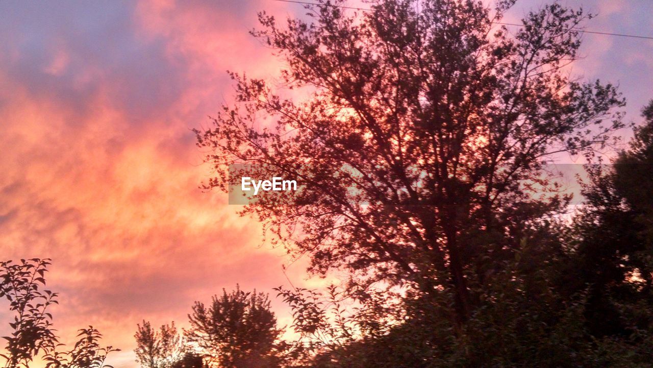 LOW ANGLE VIEW OF TREES AGAINST DRAMATIC SKY