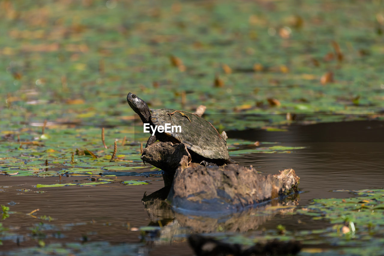 Red-eared slider turtle sunning on a submerged stump in a pond.