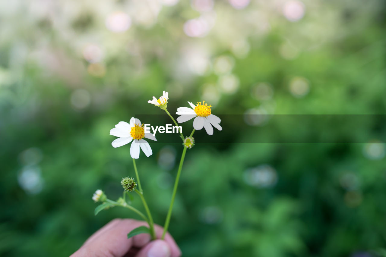 Close-up of hand holding flower