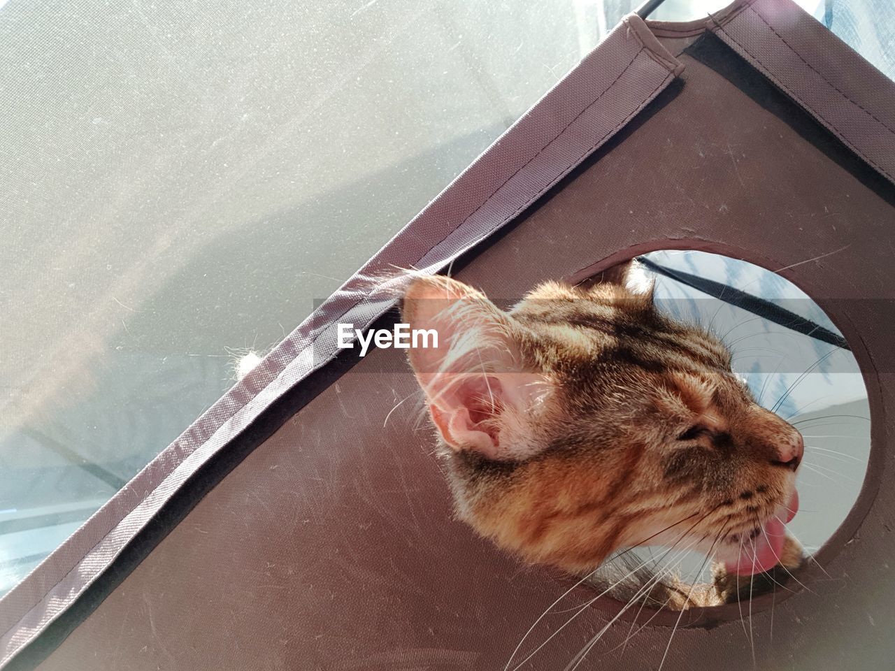 High angle view of a cat looking away