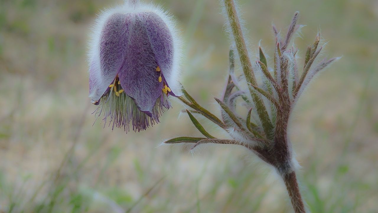 CLOSE-UP OF FLOWERS AGAINST BLURRED BACKGROUND