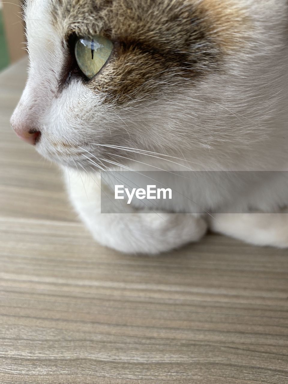 CLOSE-UP OF A CAT ON TABLE