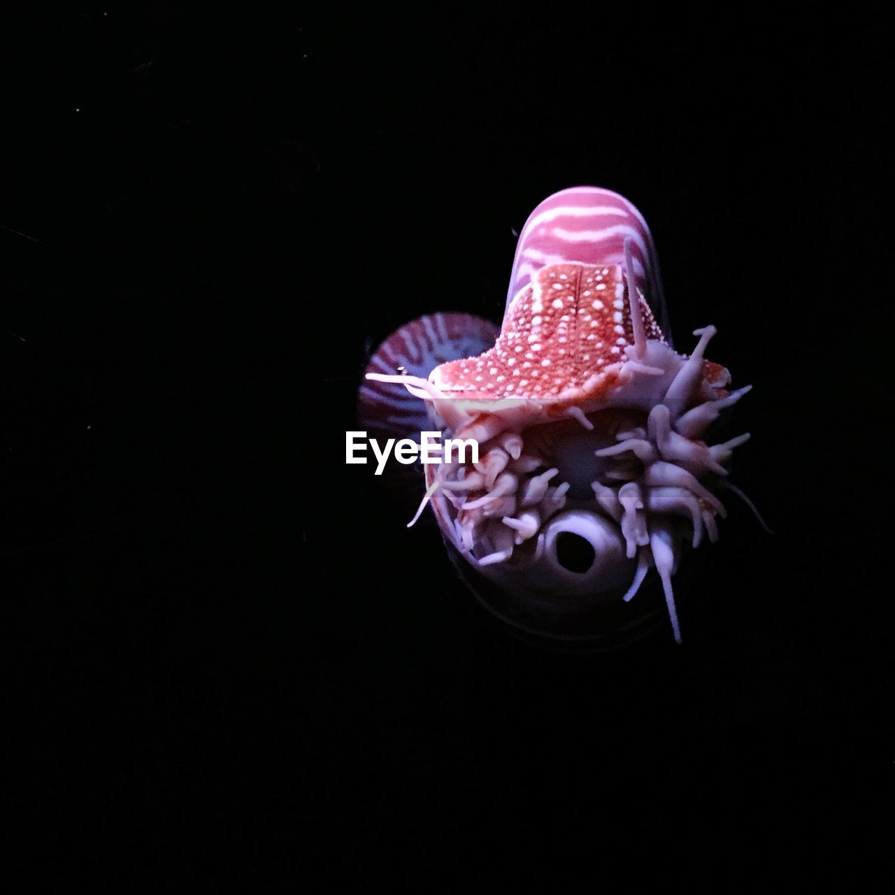 Close-up of fish swimming underwater against black background