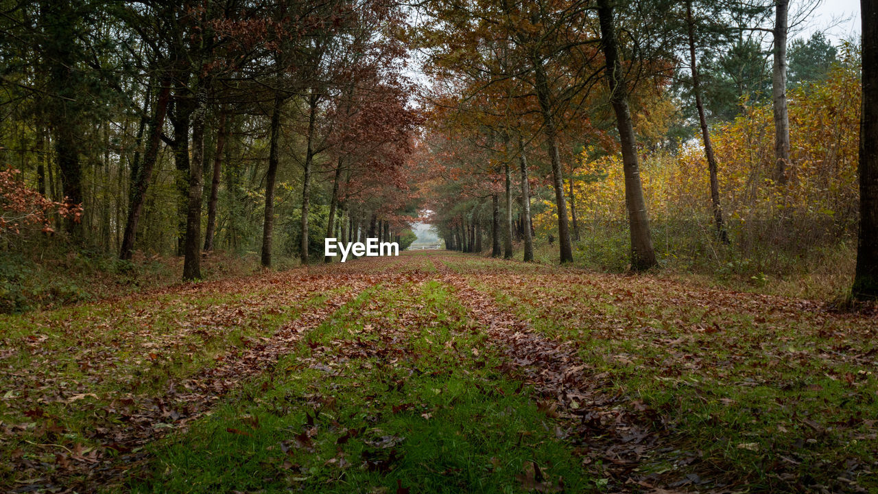 TRAIL AMIDST TREES IN FOREST DURING AUTUMN