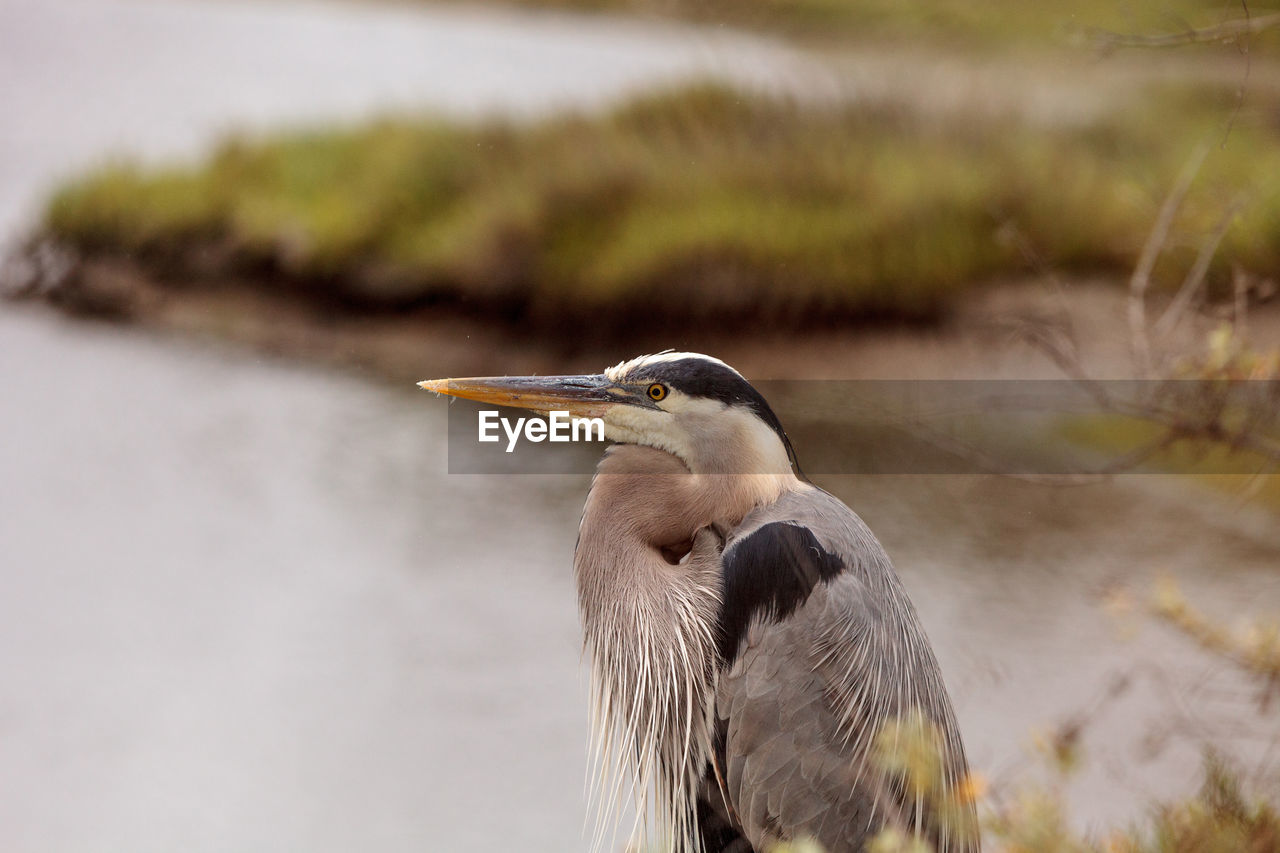 Great blue heron bird, ardea herodias, in the wild, foraging in a lake in huntington beach, calif