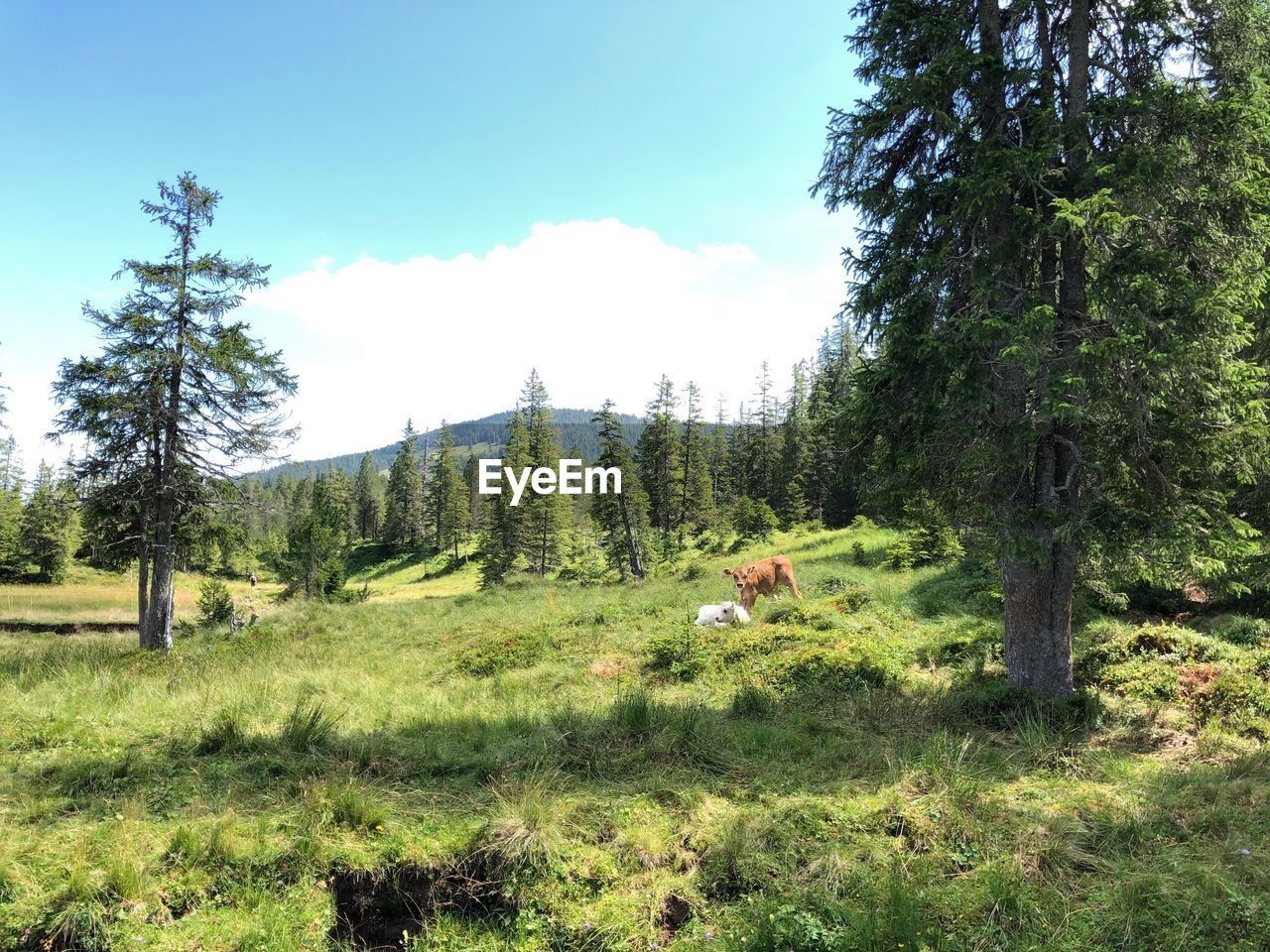 VIEW OF SHEEP ON FIELD