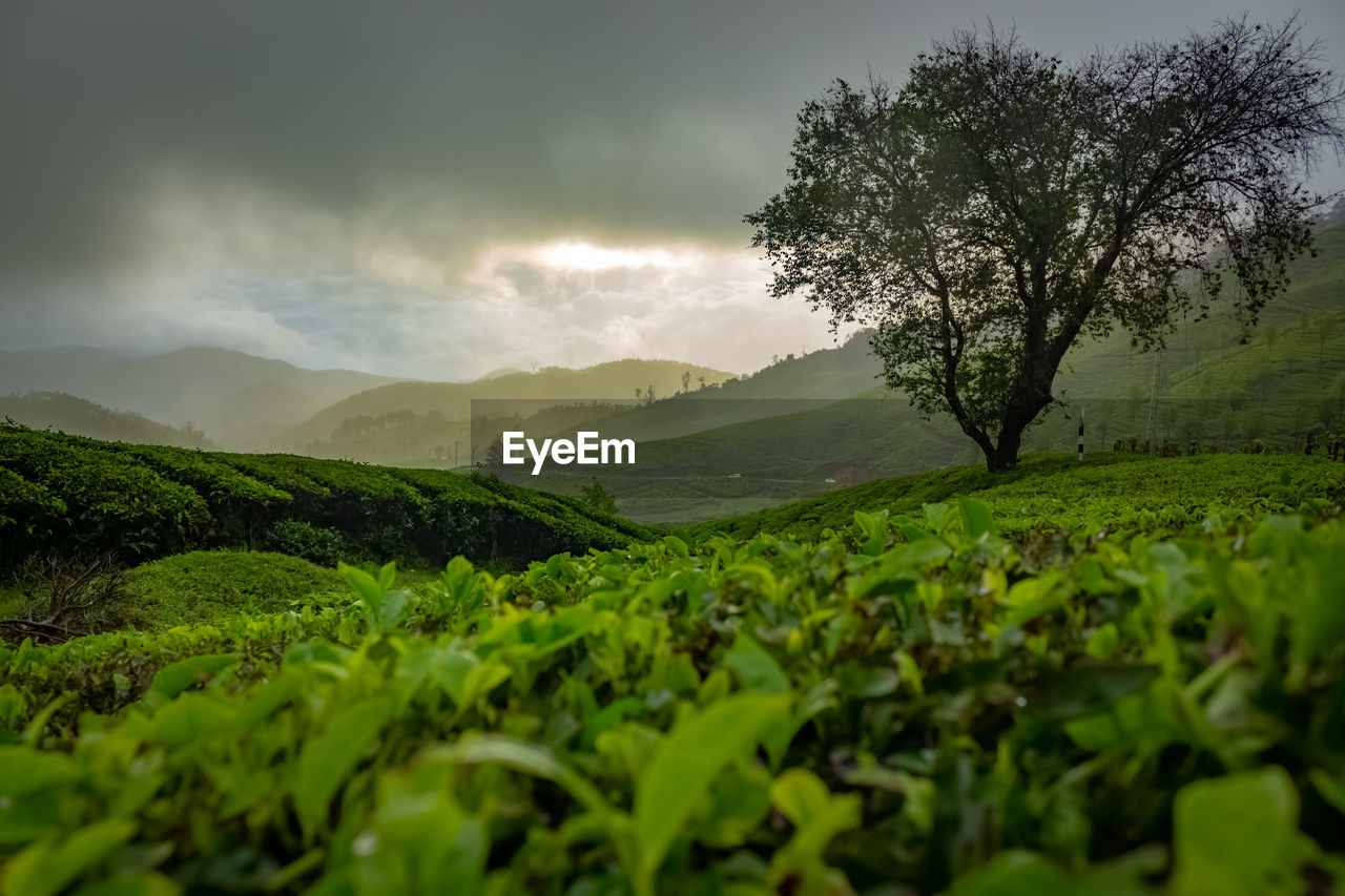 SCENIC VIEW OF FIELD AGAINST SKY DURING SUNSET