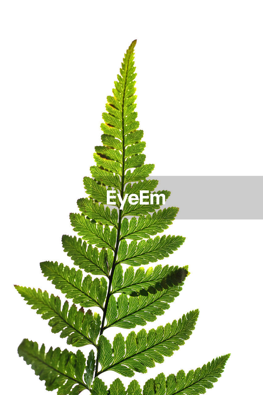 Close-up of fern leaves against white background