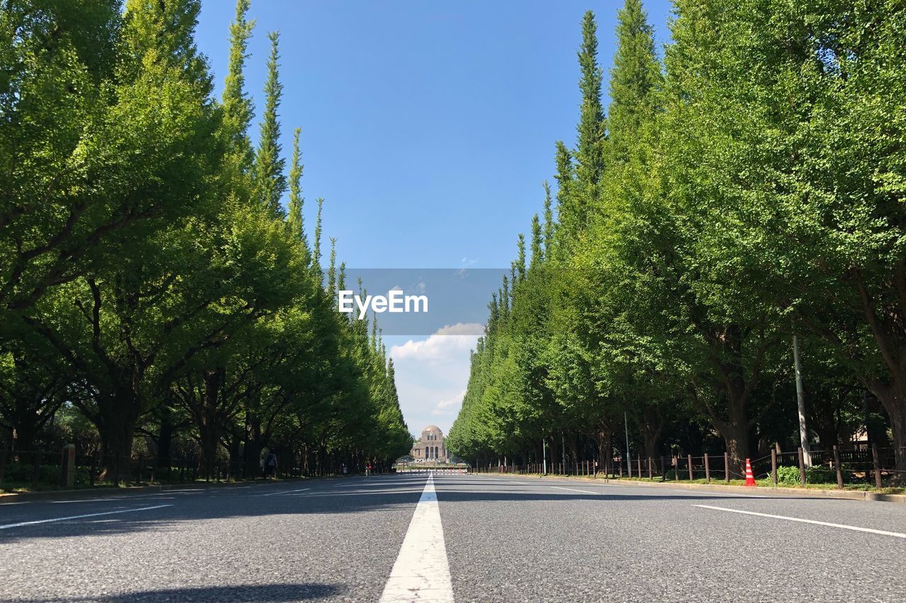 Empty road along trees and plants in city