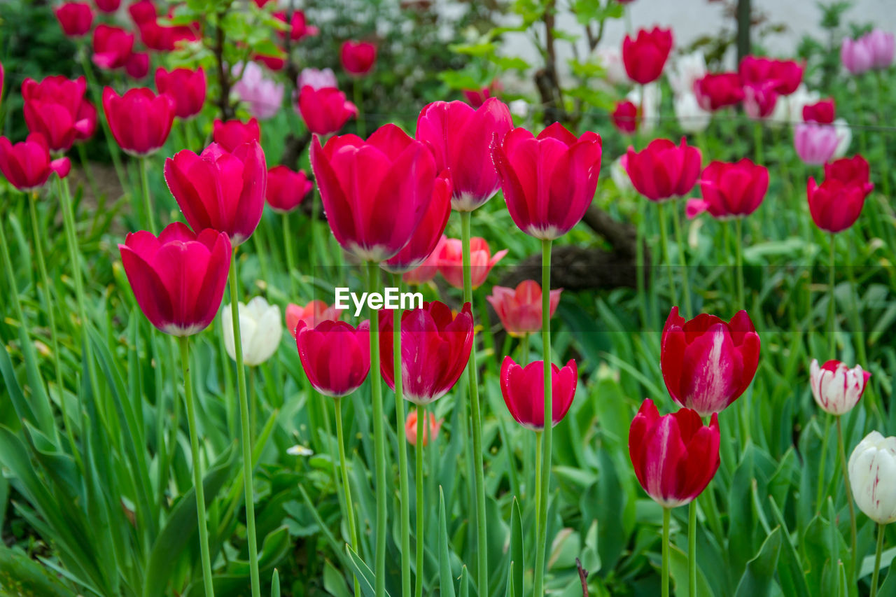 Close-up of red tulips in field