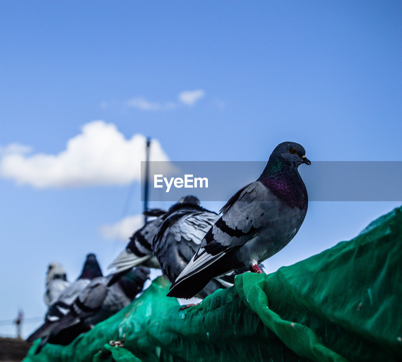 LOW ANGLE VIEW OF BIRD PERCHING ON A ROCK