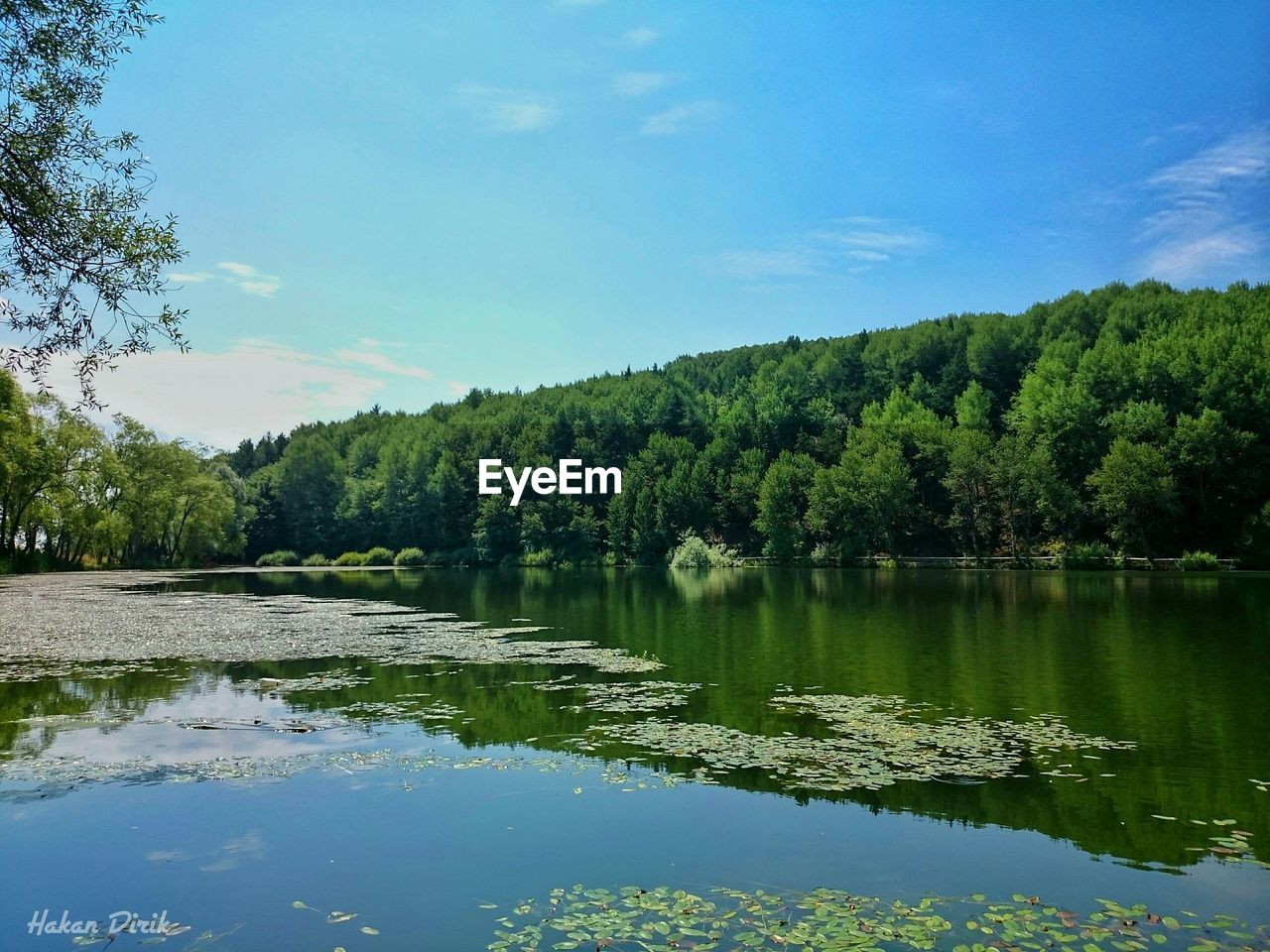 water, tree, plant, reflection, lake, body of water, sky, nature, beauty in nature, scenics - nature, tranquility, forest, tranquil scene, wilderness, environment, no people, blue, green, landscape, reservoir, land, non-urban scene, pinaceae, coniferous tree, pine woodland, pine tree, cloud, natural environment, day, outdoors, travel destinations, idyllic, woodland, summer, travel, mountain, tourism, growth, leaf