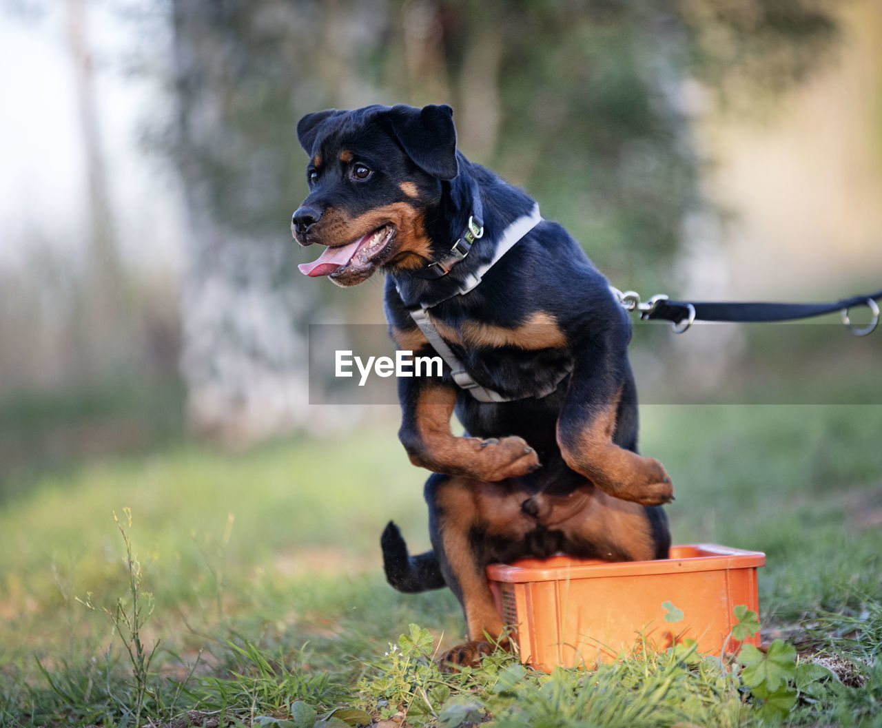 DOG LOOKING AWAY ON LAND