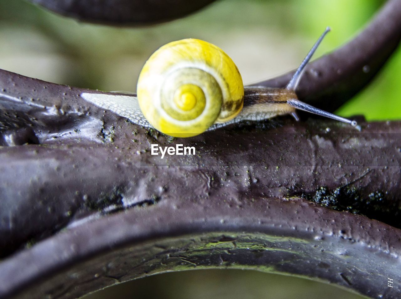 Close-up of snail