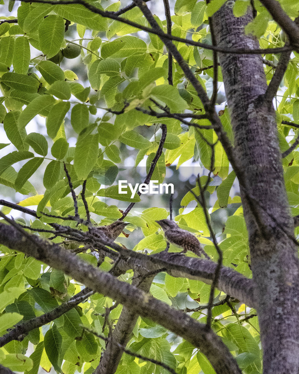 plant, tree, branch, growth, green, low angle view, leaf, nature, plant part, no people, flower, tree trunk, day, trunk, beauty in nature, outdoors, sunlight, tranquility, produce, forest, land