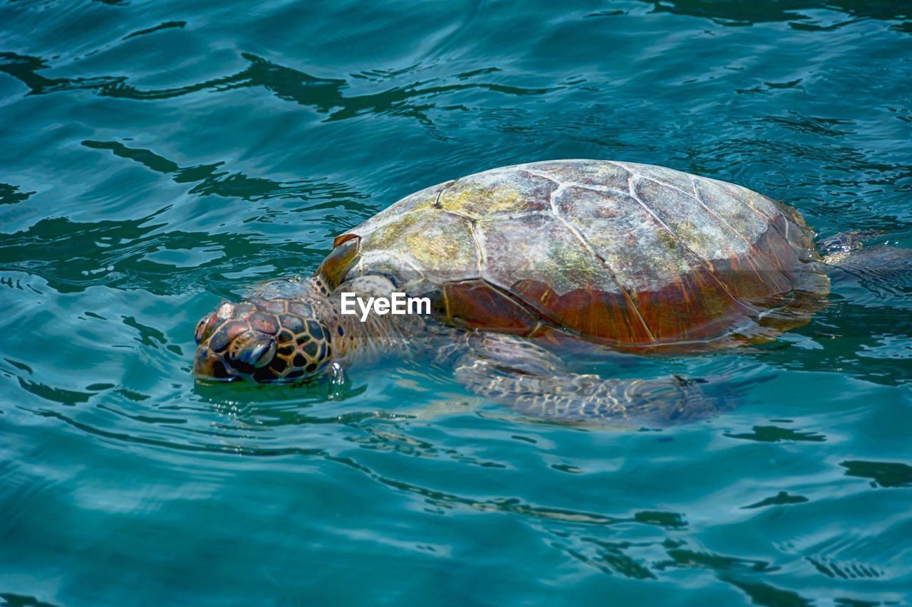 Turtle swimming on sea