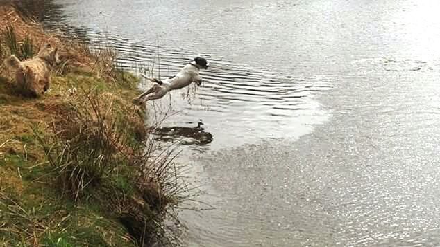 VIEW OF BIRDS IN WATER