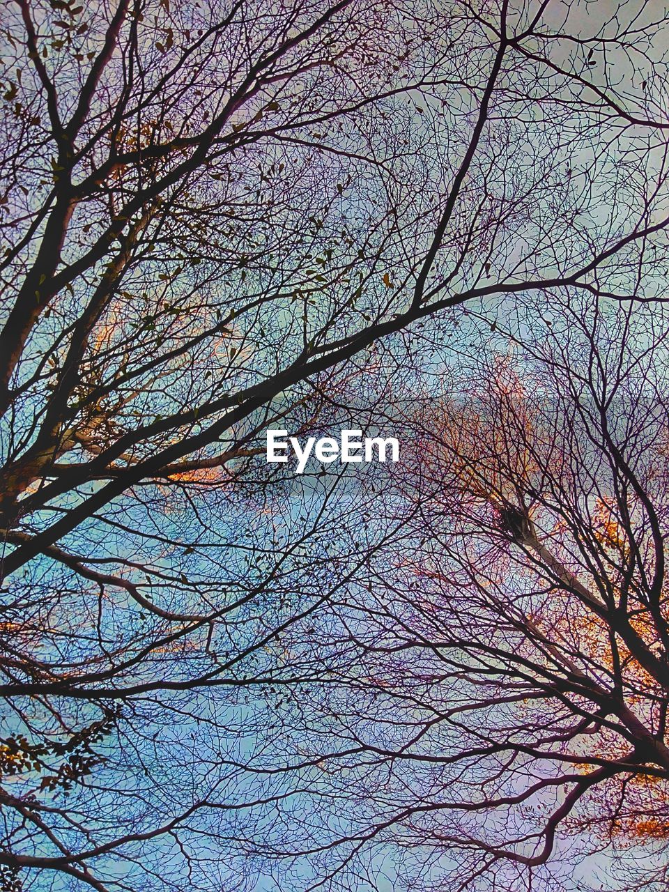 LOW ANGLE VIEW OF BARE TREES AGAINST SKY