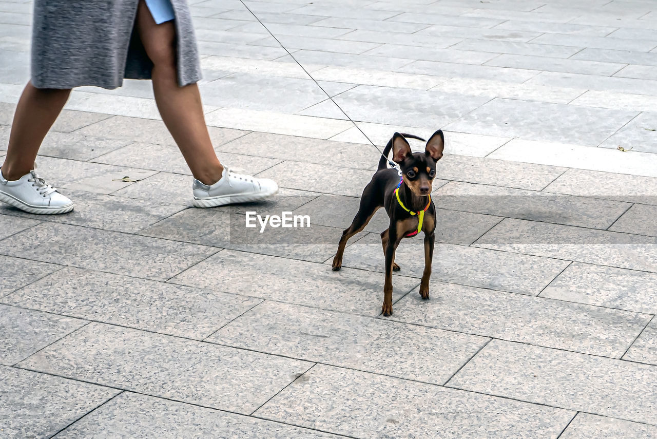 Small chihuahua dog walks on a leash in the pedestrian zone of the city