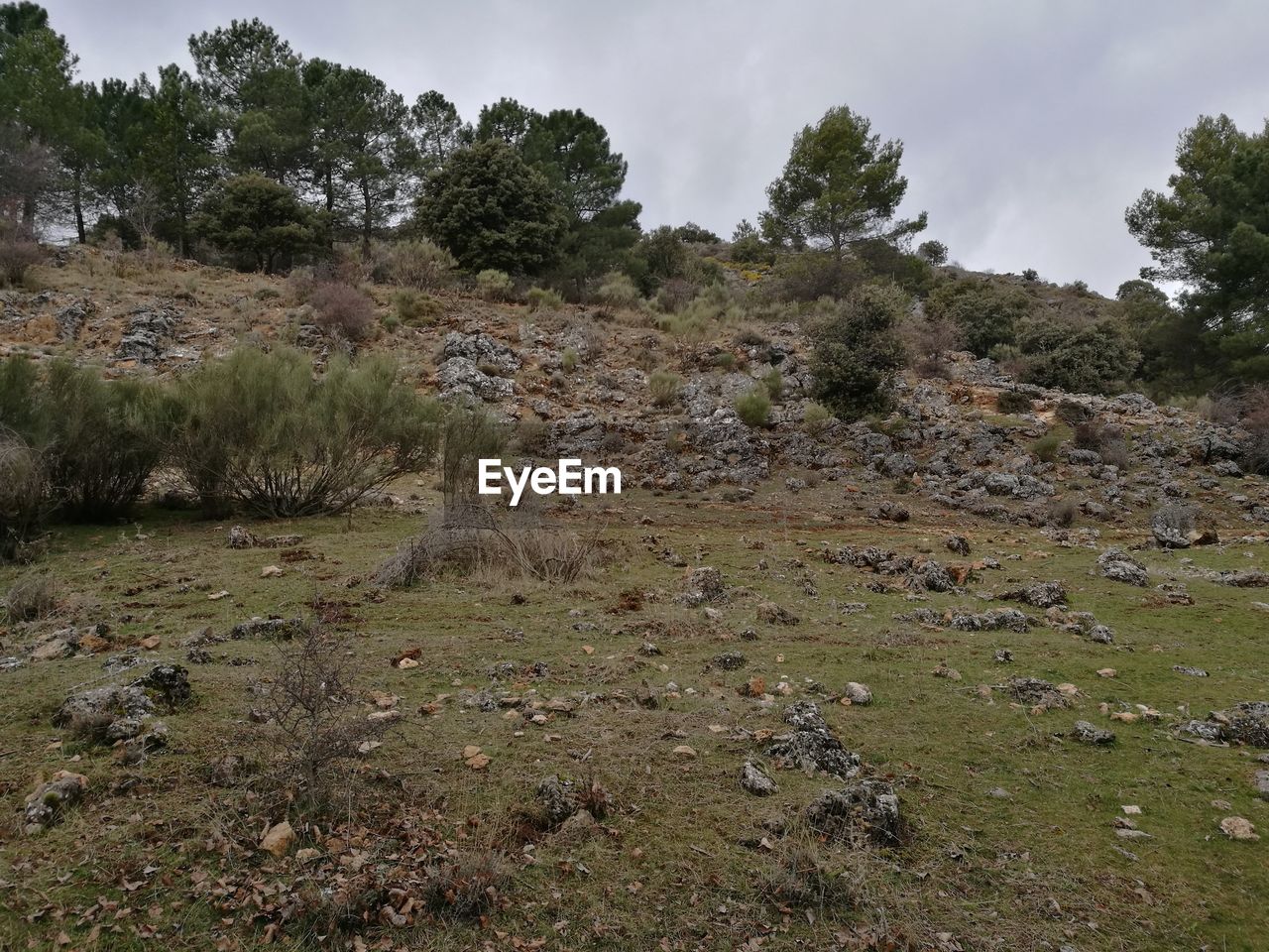 TREES GROWING ON LANDSCAPE AGAINST SKY