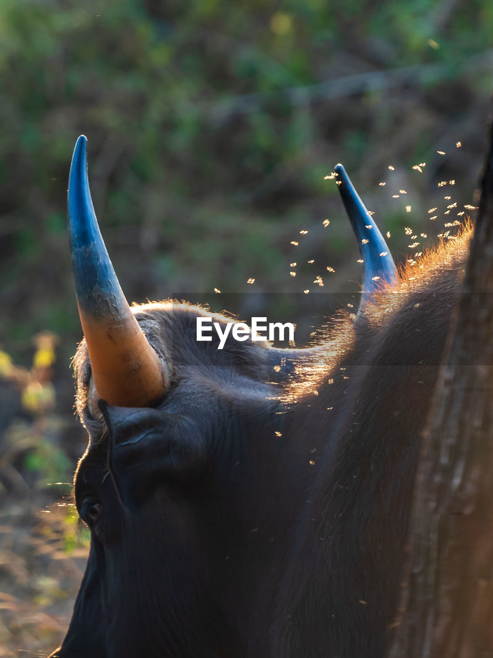 Close-up of an indian guar in the field