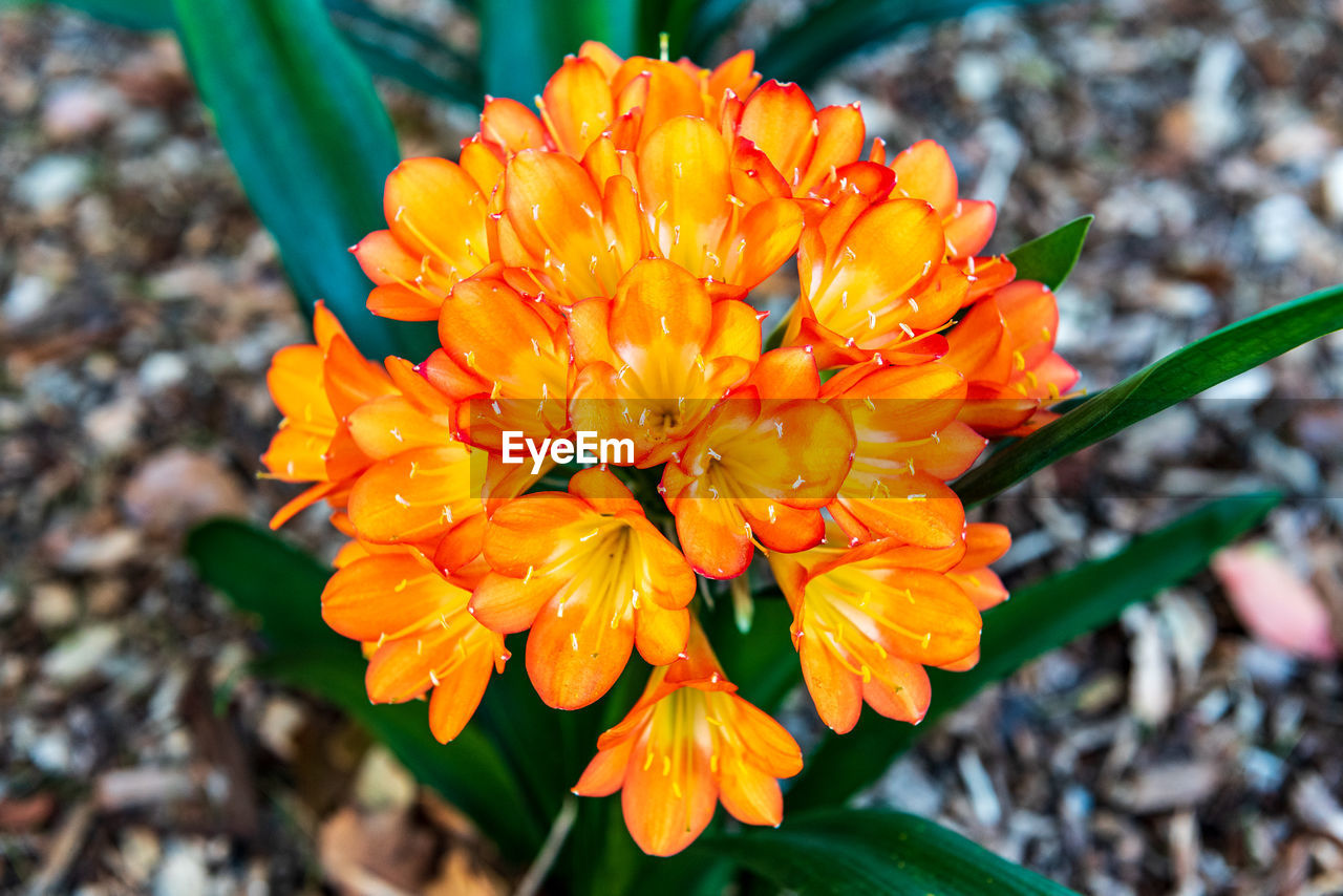 Close-up of orange rose flower