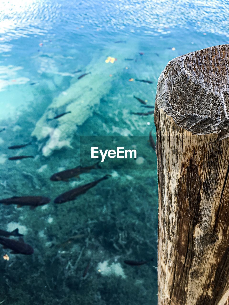 High angle view of fish in sea