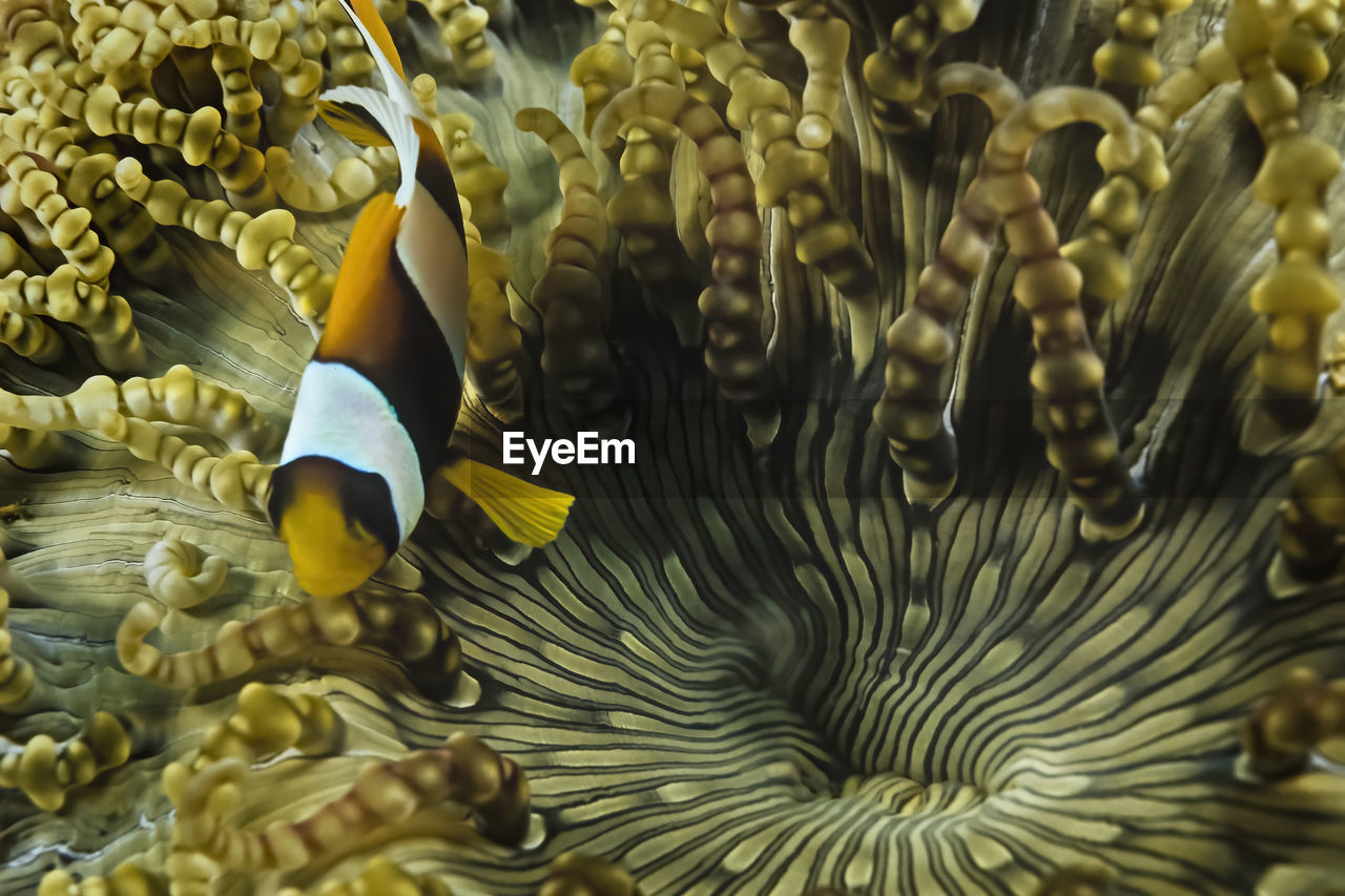 A clownfish in a bubble anemone in madagascar.