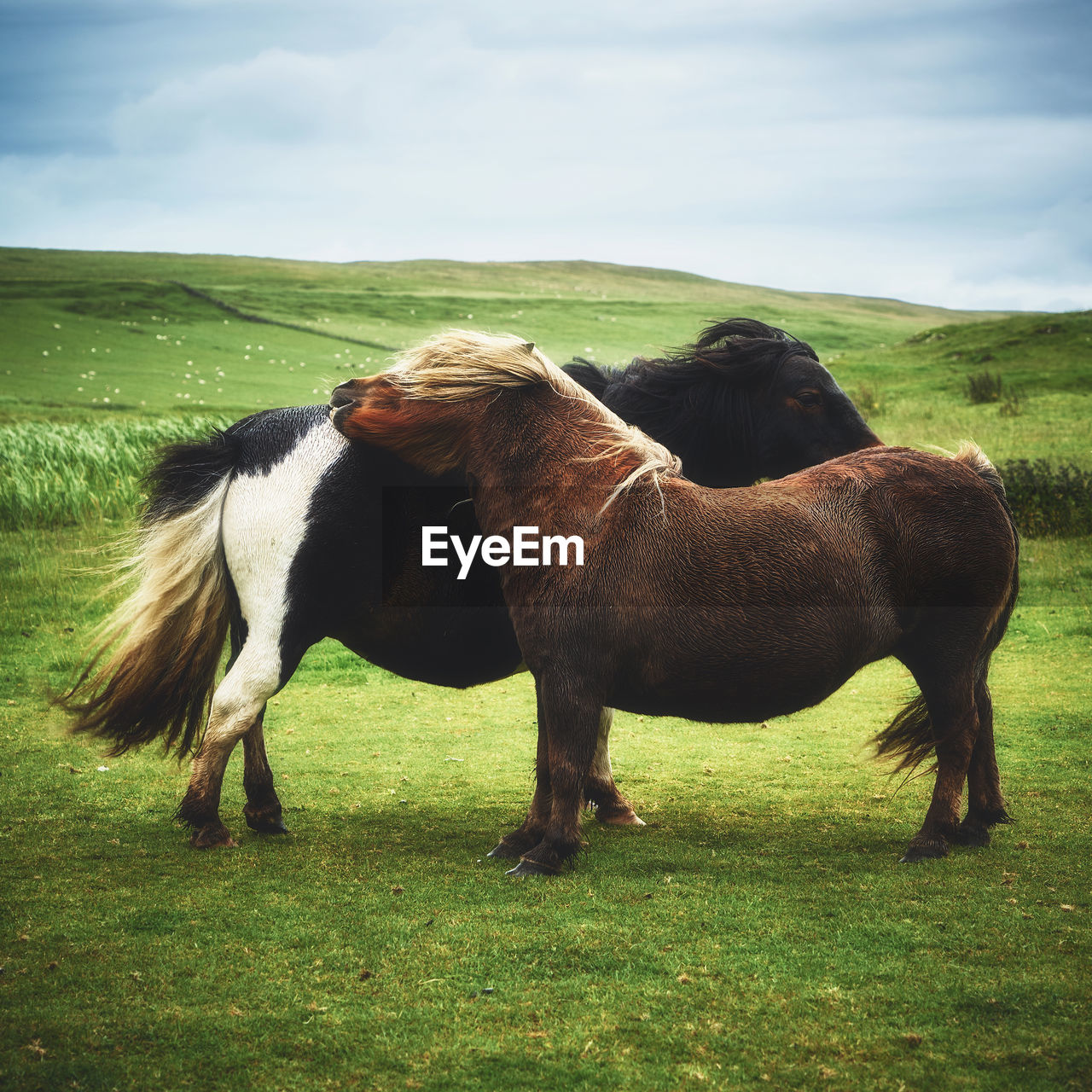 Ponies on grassy field