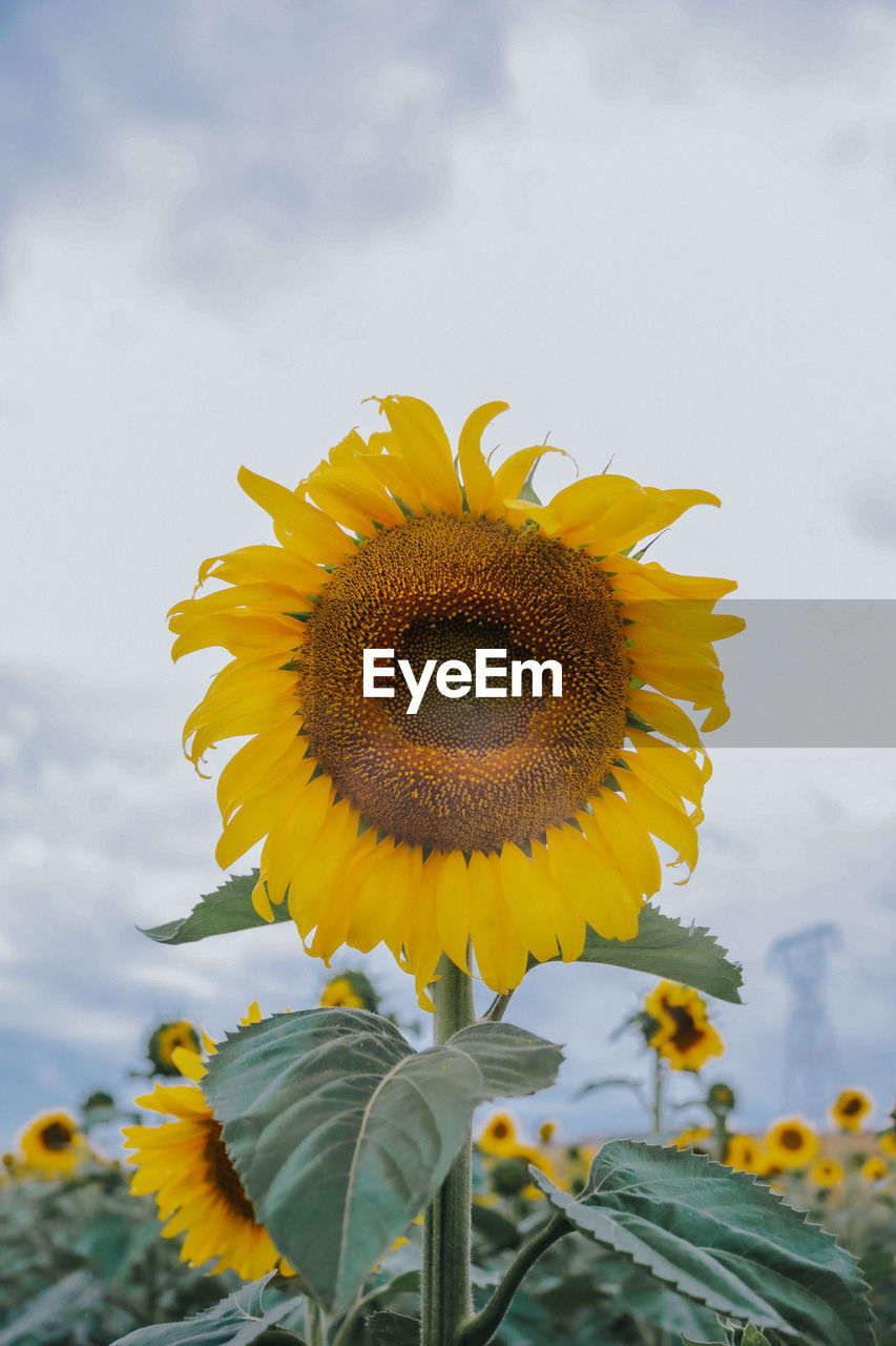 close-up of sunflower on field against sky