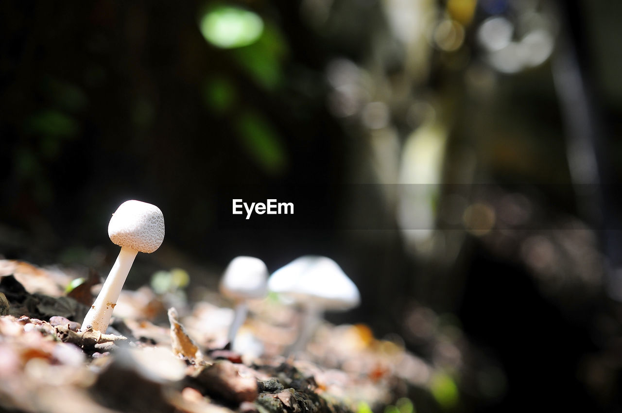 CLOSE-UP OF MUSHROOMS GROWING ON FIELD