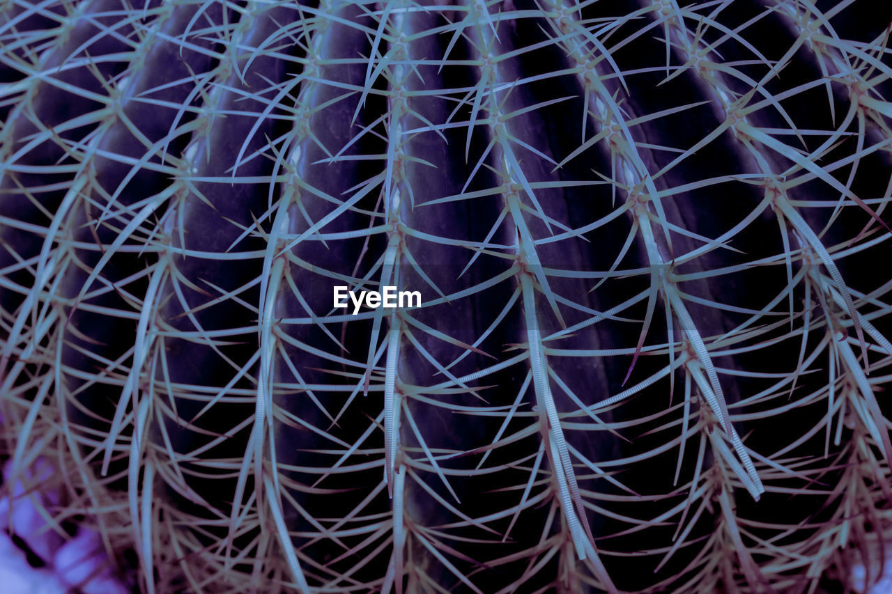 no people, pattern, full frame, backgrounds, close-up, nature, cactus, circle, day