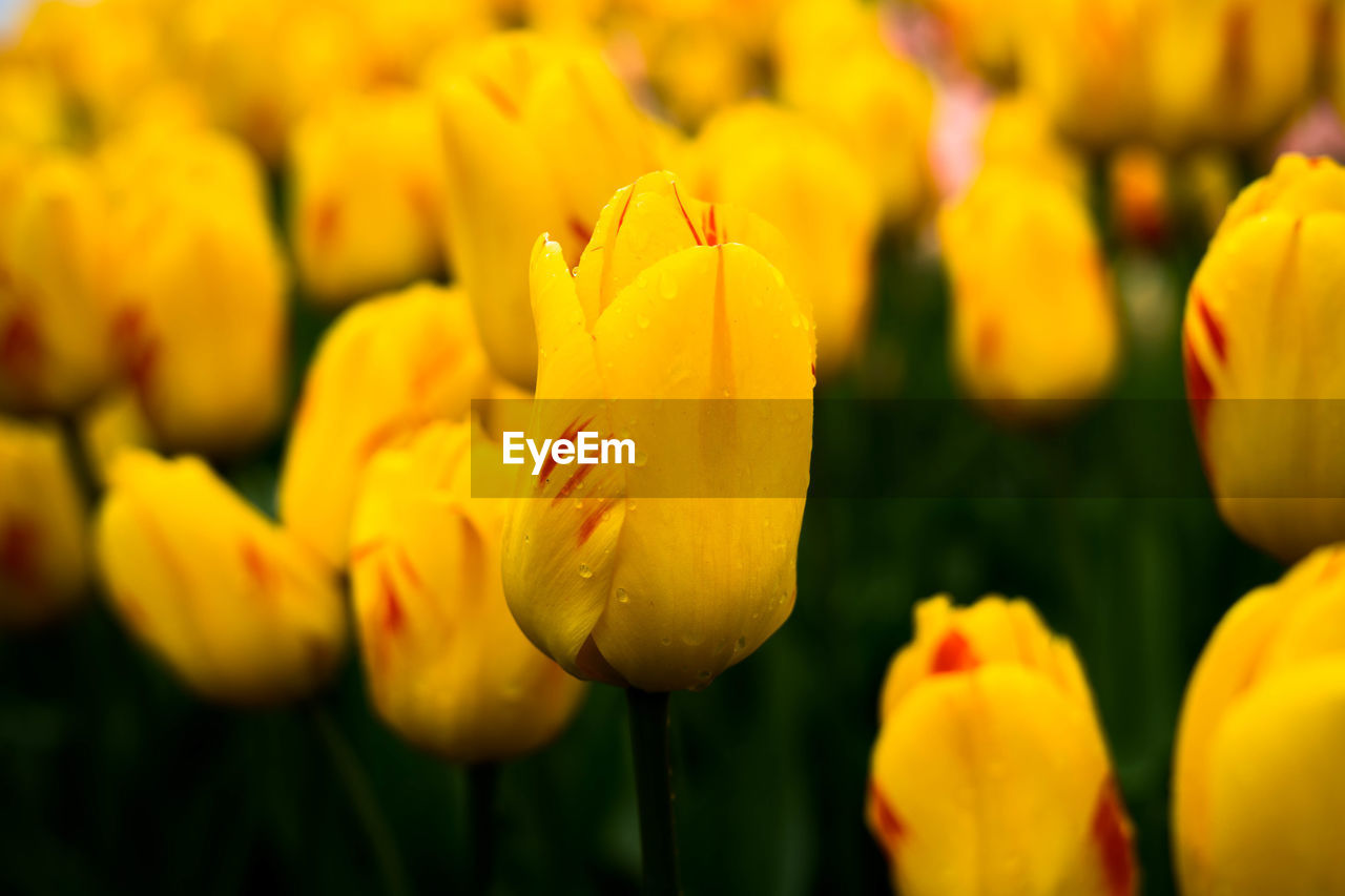 Close-up of yellow flowers blooming outdoors