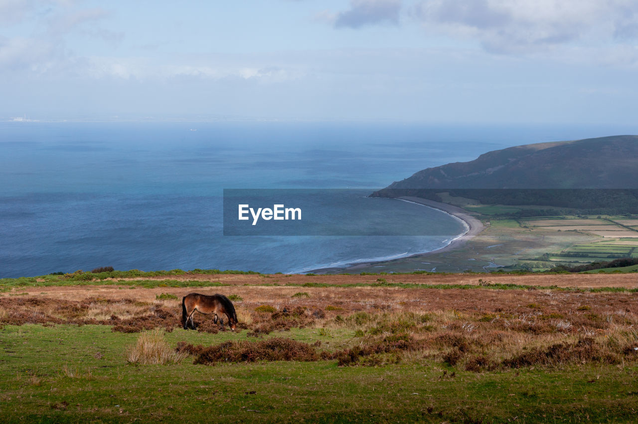 Exmoor ponies grazing and roaming free by the sea in somerset on exmoor national park