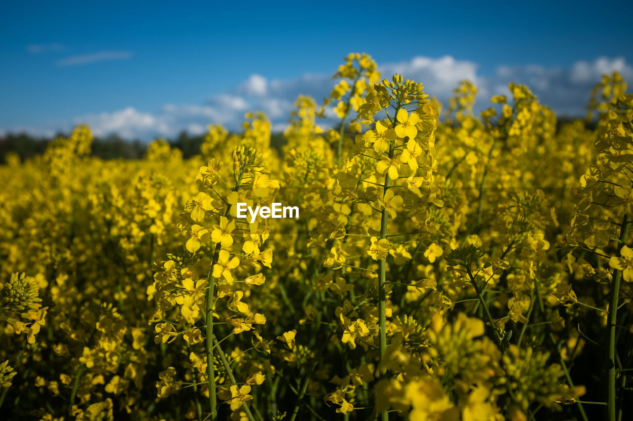 Yellow flowering plants on field